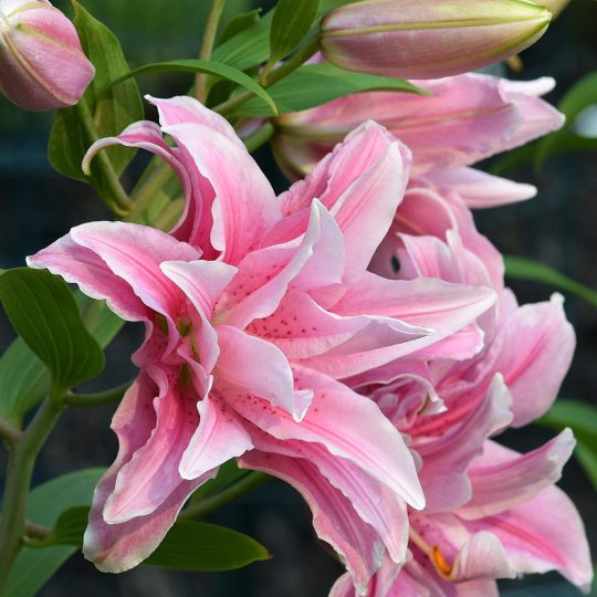 Double Lilly - Eco Friendly