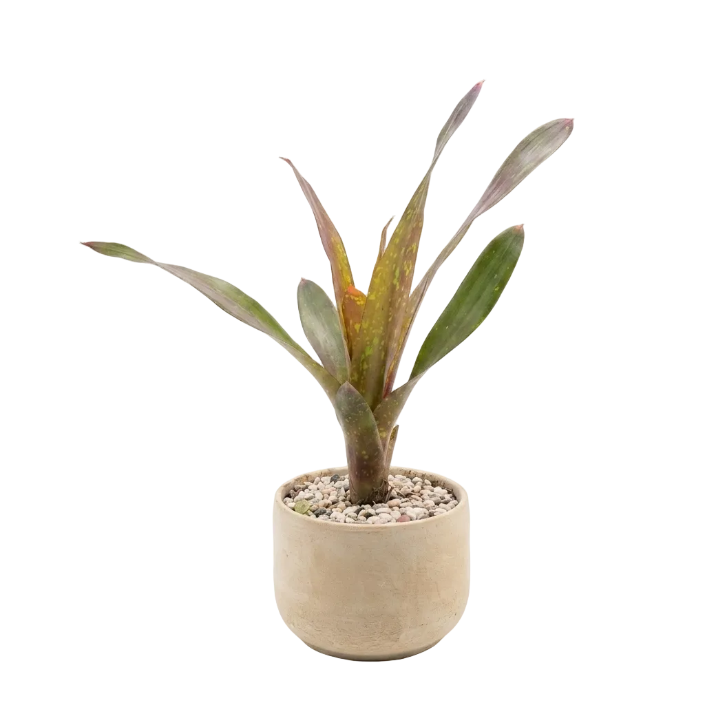 Bromeliad 'Flare' x Amber Plant