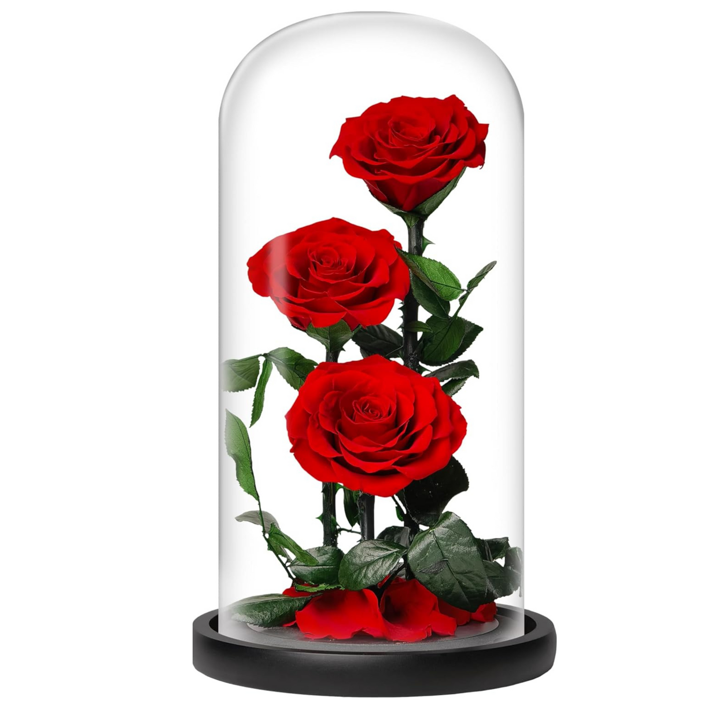 Greatest Rose Jumbo Dome Eternal Rose