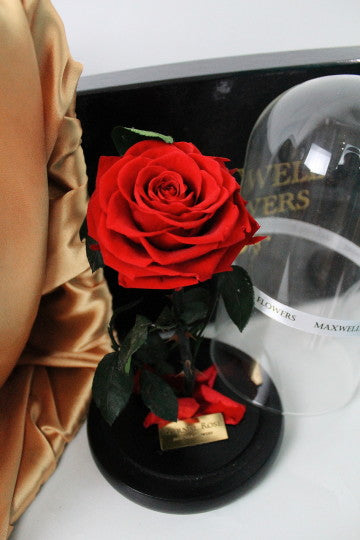 THE GREATEST ETERNAL ROSE DOME - VALENTINE READY TO SHIP