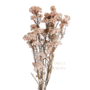 RICEFLOWERS - DRIED FLOWERS