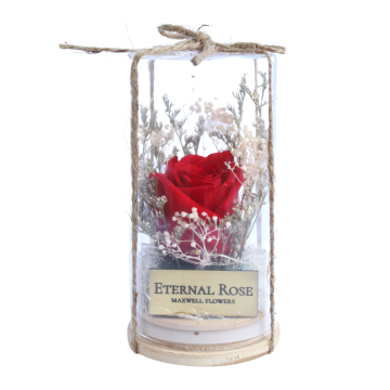 Belle Eternal Rose