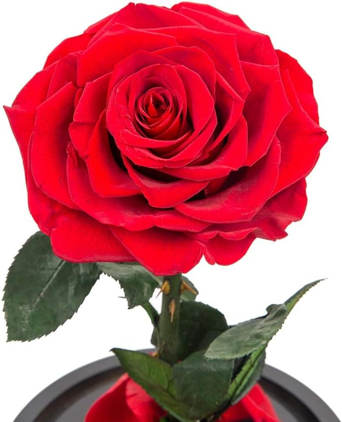 Mini the greatest rose dome