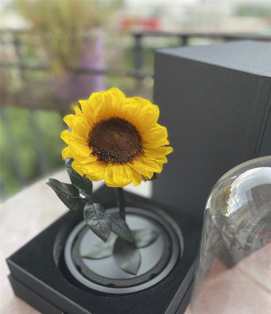 Sun flowers dome - eternal