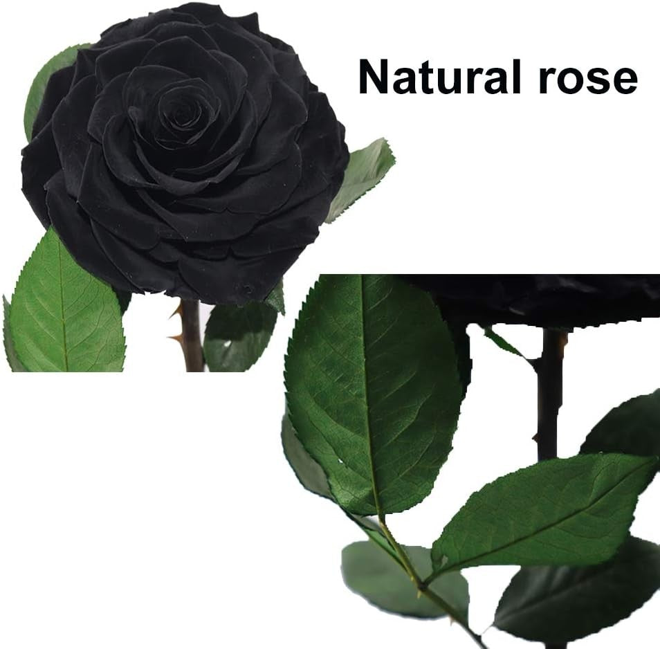 Greatest Rose Jumbo Dome Eternal Rose