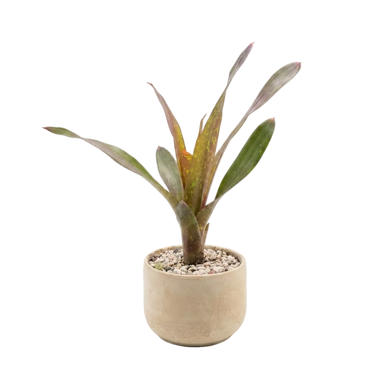 Bromeliad 'Flare' x Amber Plant