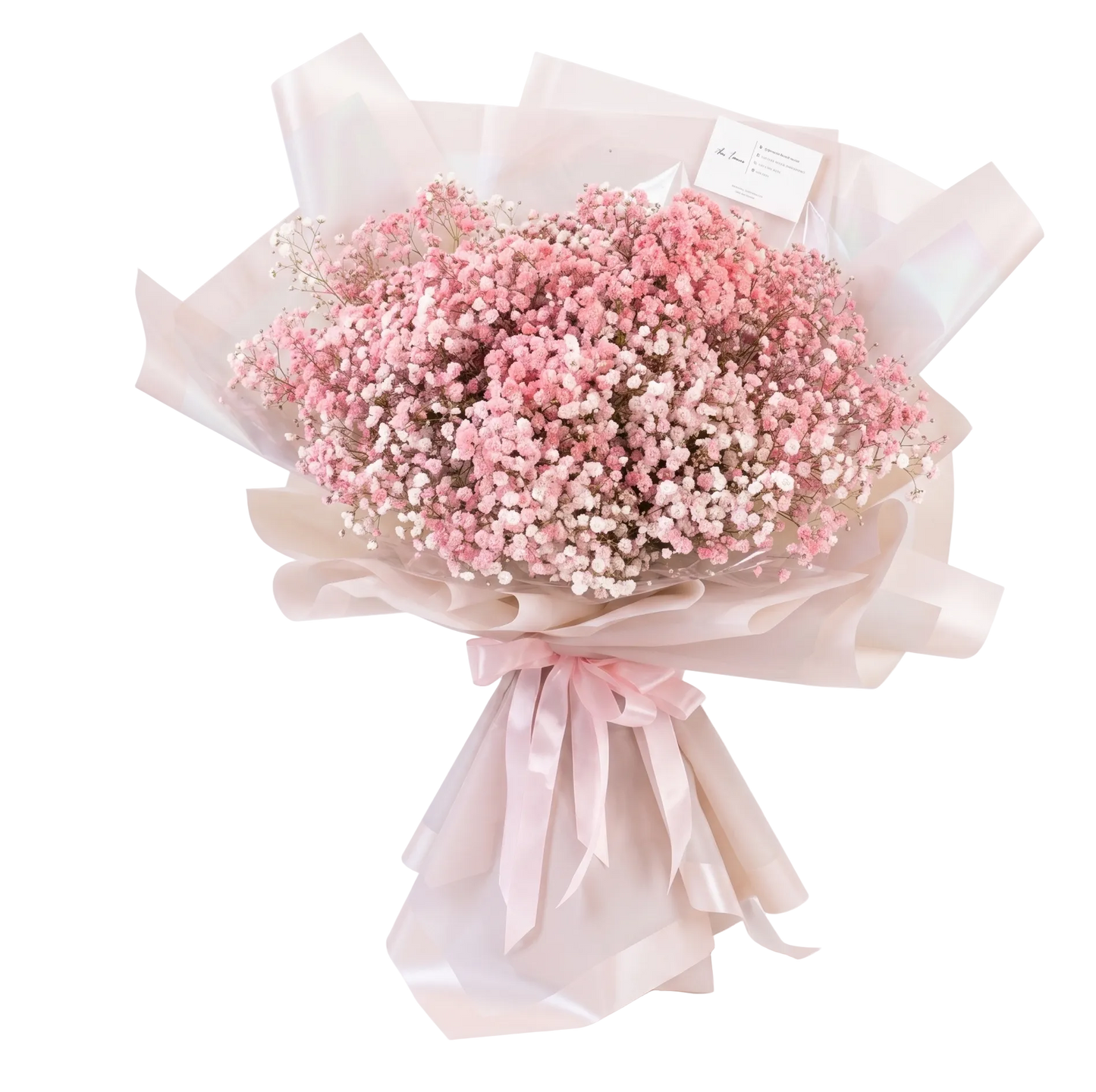 Baby breath jumbo 2