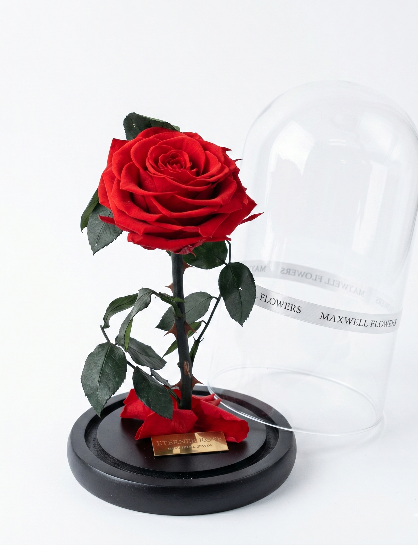 Red rose in a glass dome with a black base on a white background, branded 'Maxwell Flowers'.