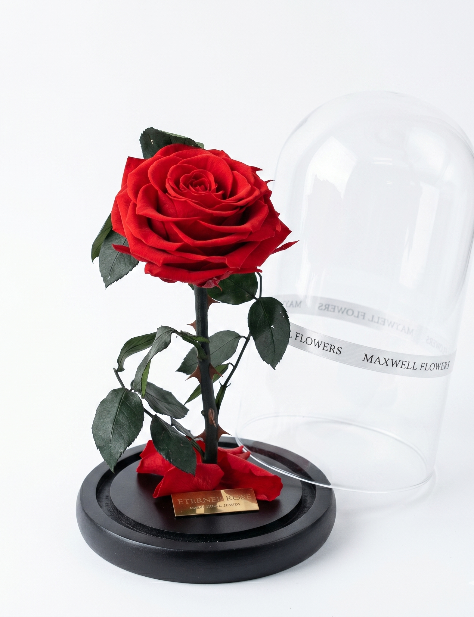 Red rose in a glass dome with a black base on a white background, branded 'Maxwell Flowers'.