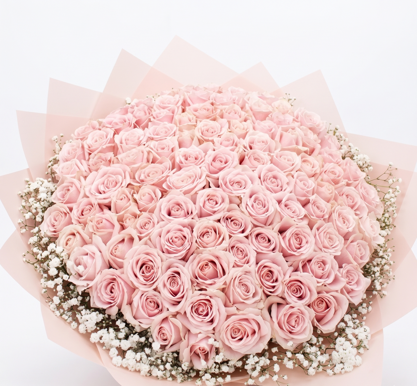 100 ROSES PINK - HOLLAND ROSES
