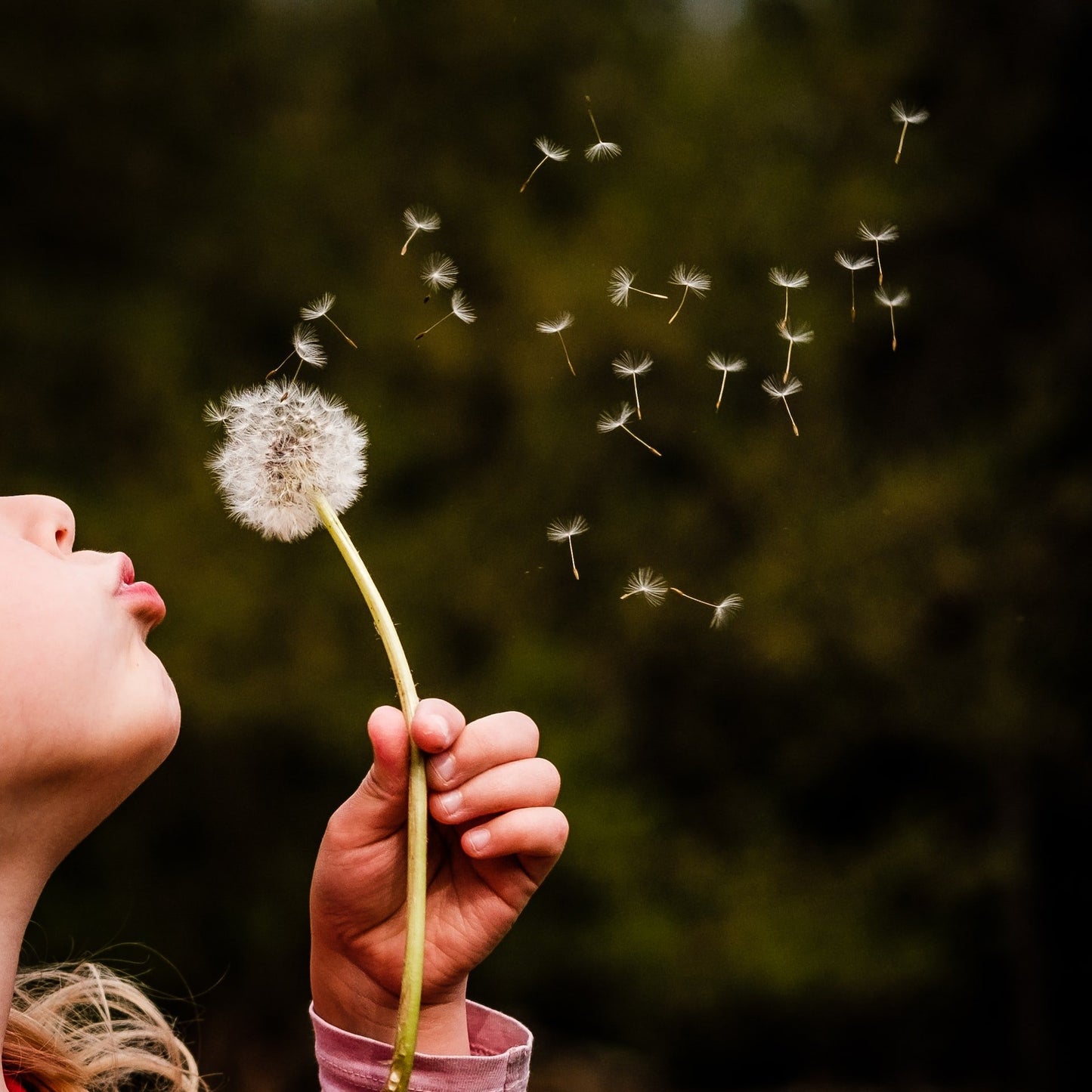 Dandelion (New) - Japanese Wishing Flowers